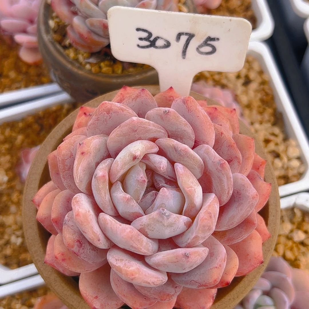 小****飞韩橙3075号一物一拍