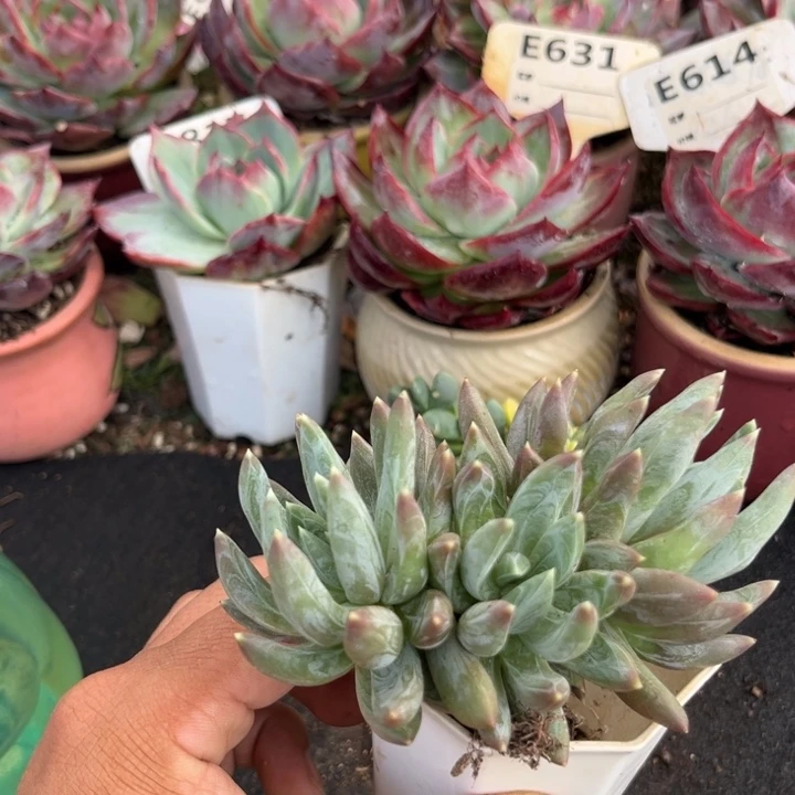 炫彩星一瞥多肉植物