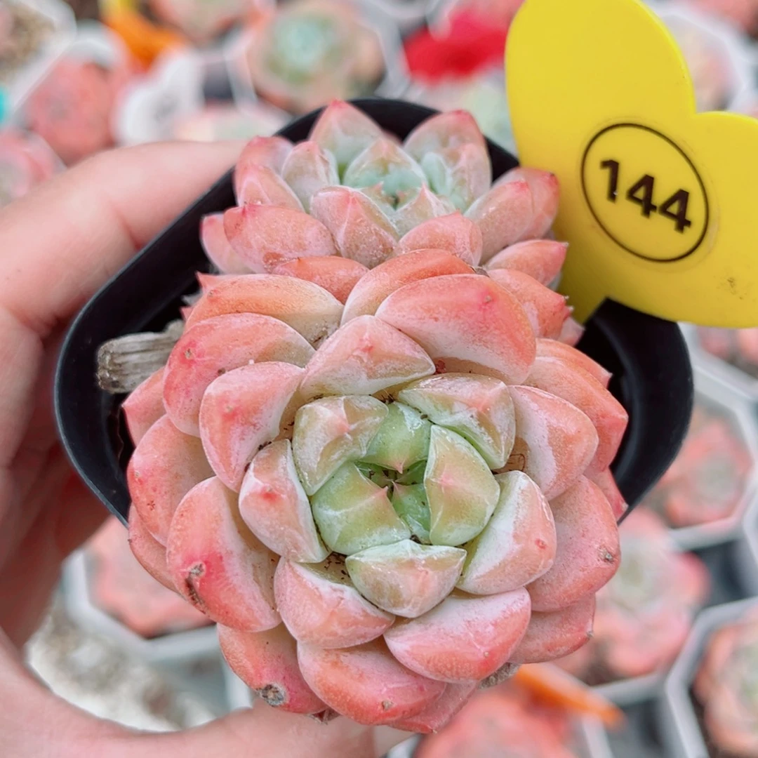 144号小老桩糖心双头