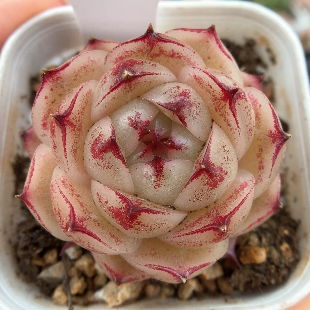 边线麦秆可拍548号。