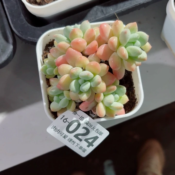 拉丝雨无盆土发货多肉多