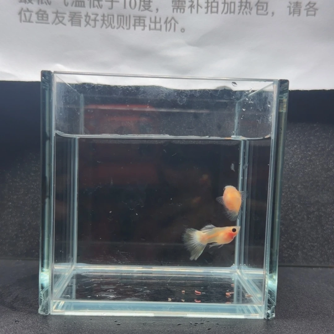 孔雀鱼幻彩粉猫球一对