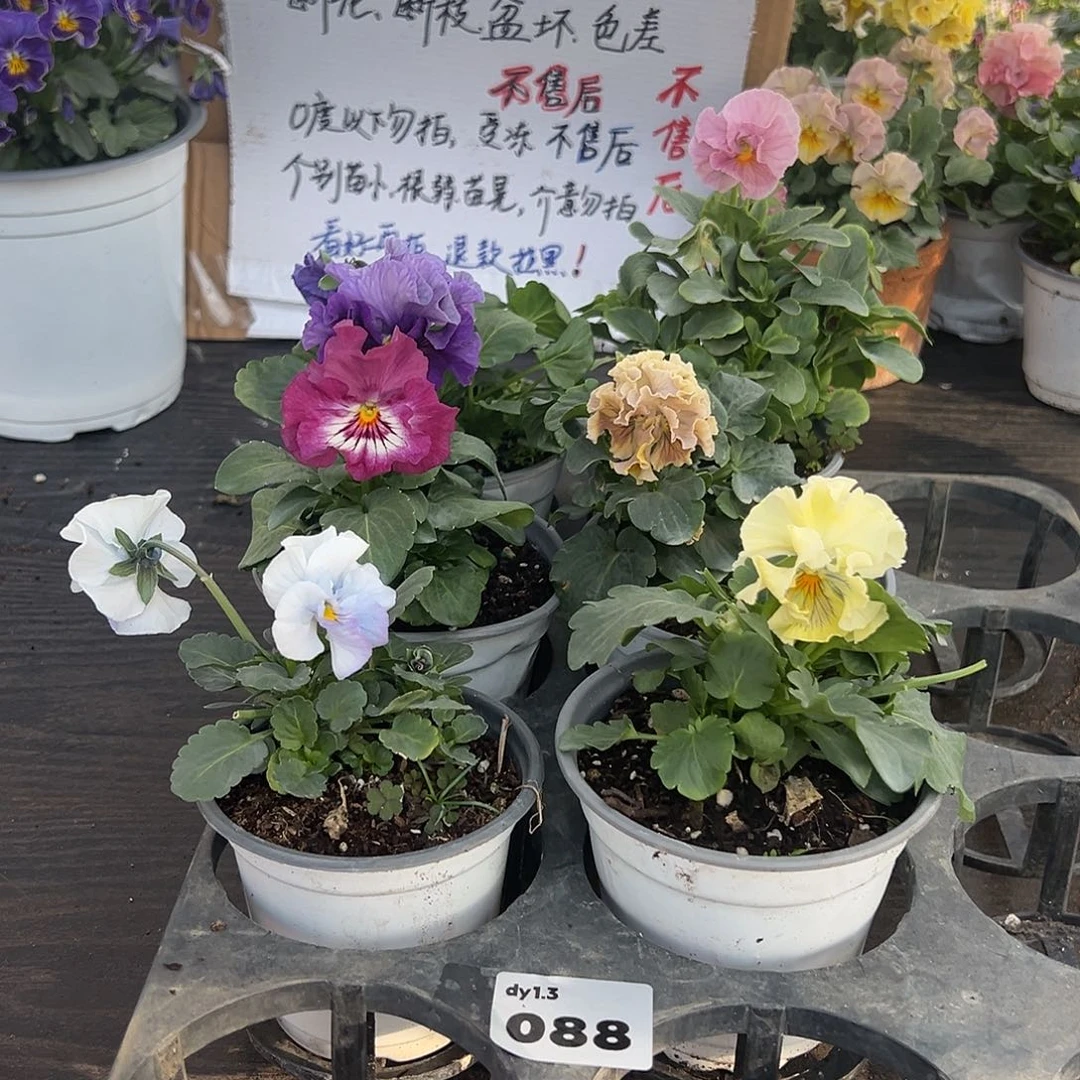 大部分花苞少量开放088号