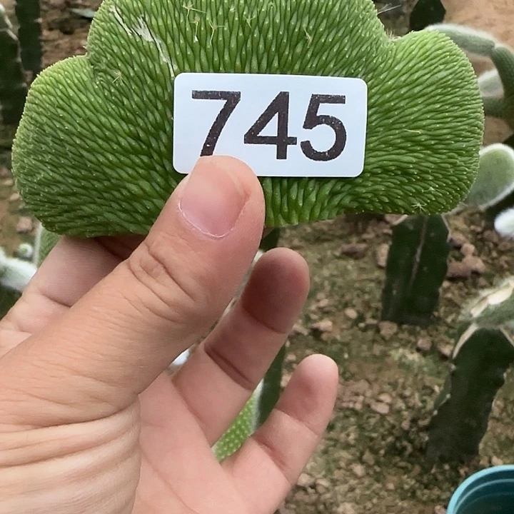 肤***业无花朵青蛇缀头745