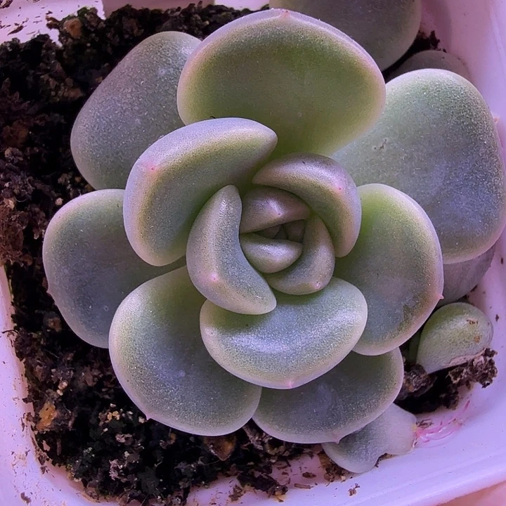 甜心81叶插苗一物一拍