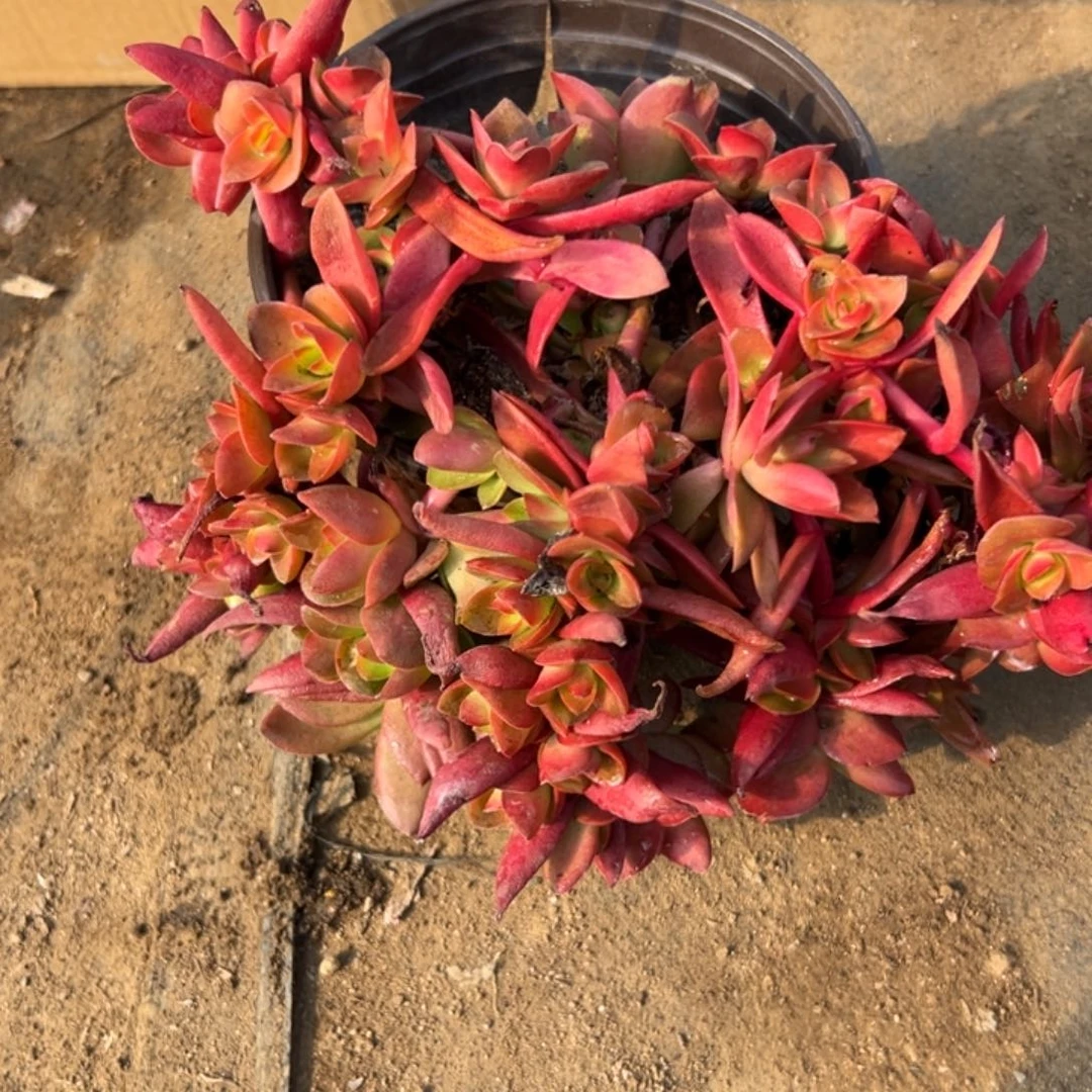 多肉植物火祭群生