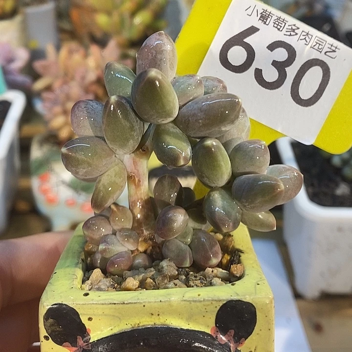 星空美人630号的啊啊啊多肉啊啊啊