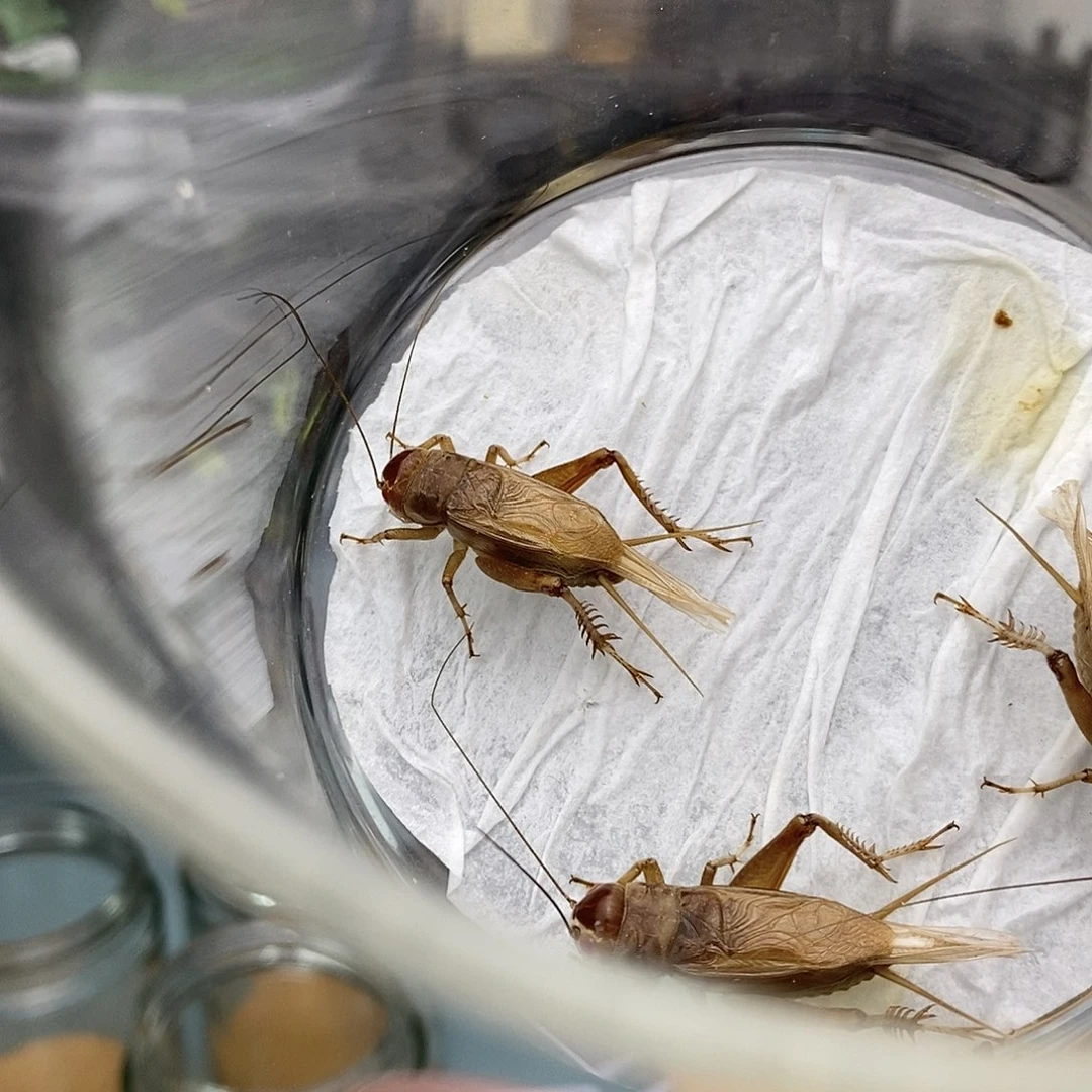 蟋蟀油葫芦红眼2只