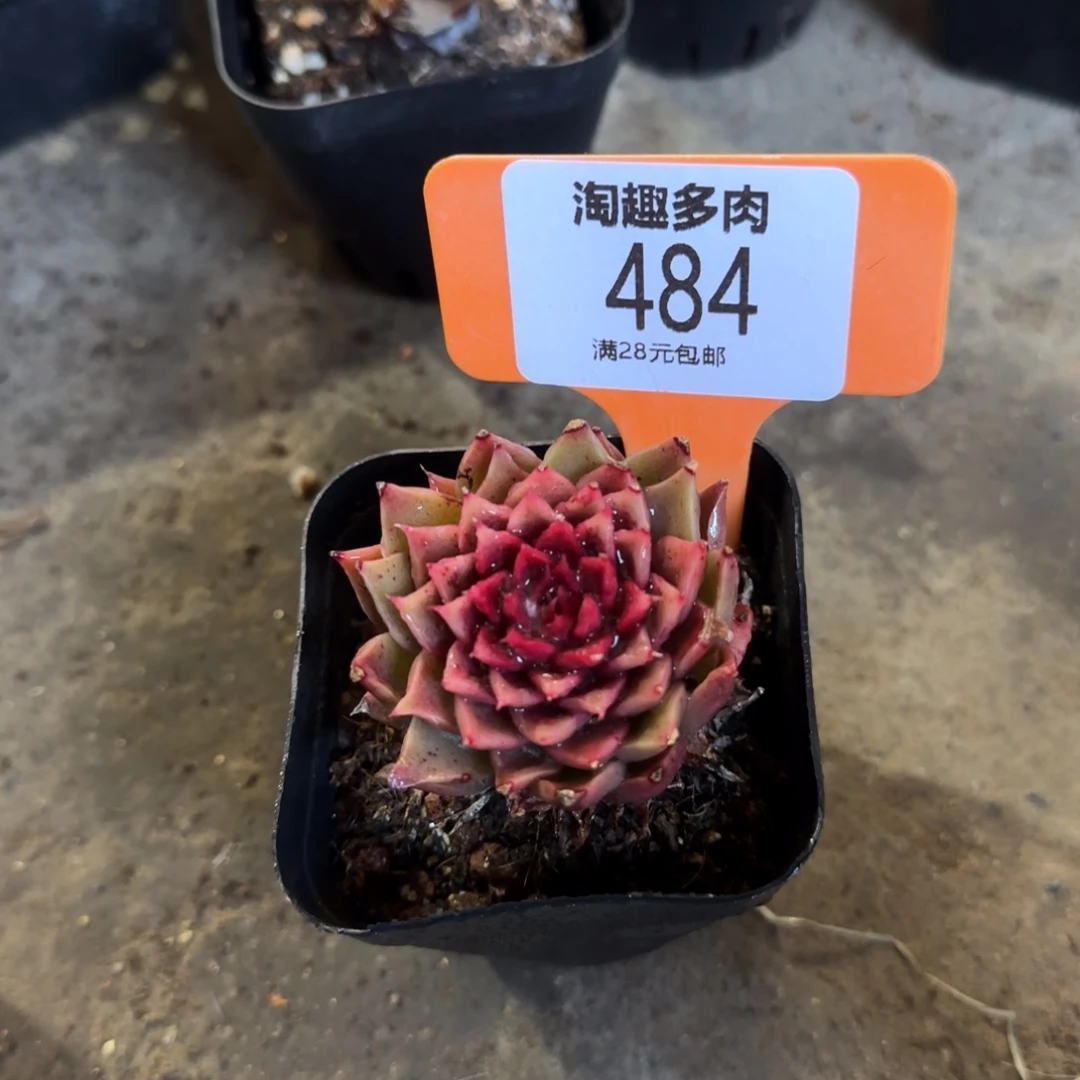 多肉植物哇塞哇塞