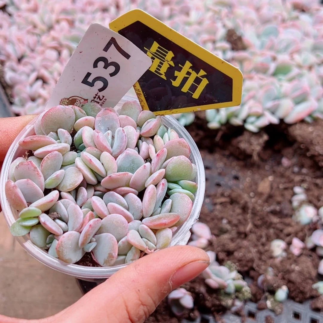 多肉植物多肉植物