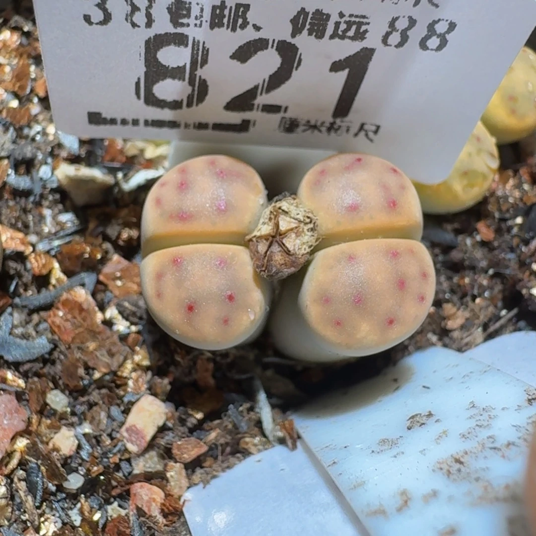 Zzzzz精品生石花821