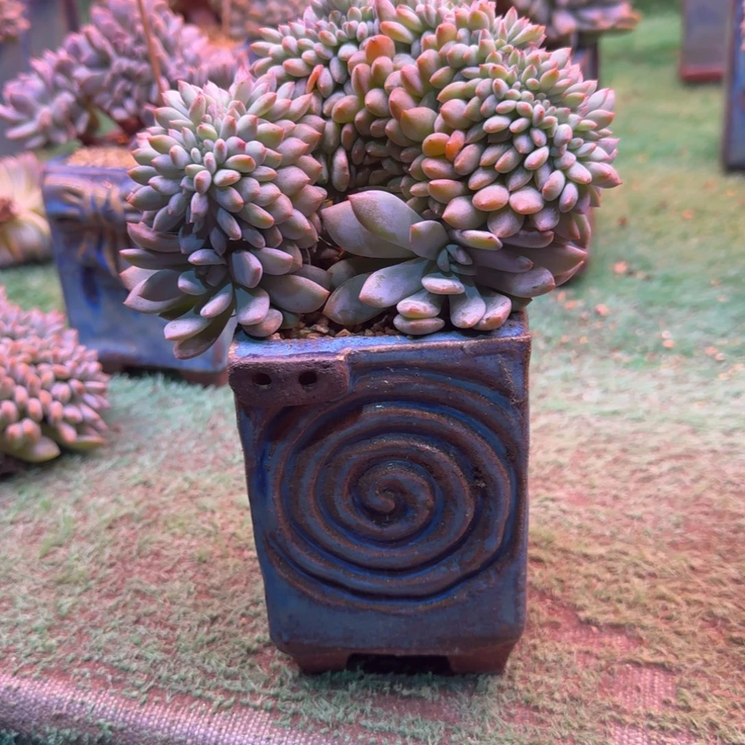 星影树缀无砍多肉