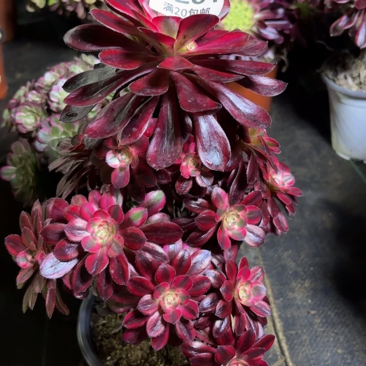 瑞妈多肉植物281有断枝，