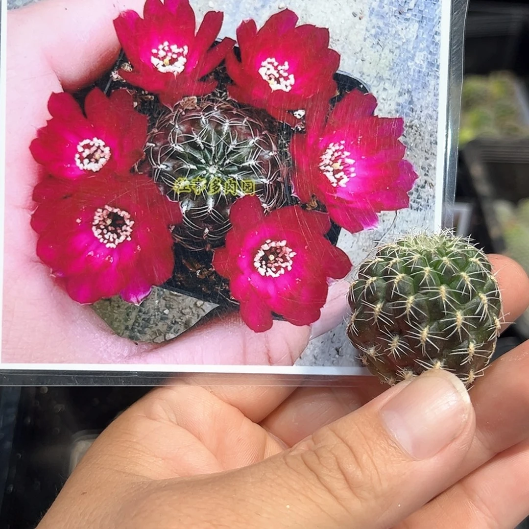 0178沟宝山仙人球侧芽一颗