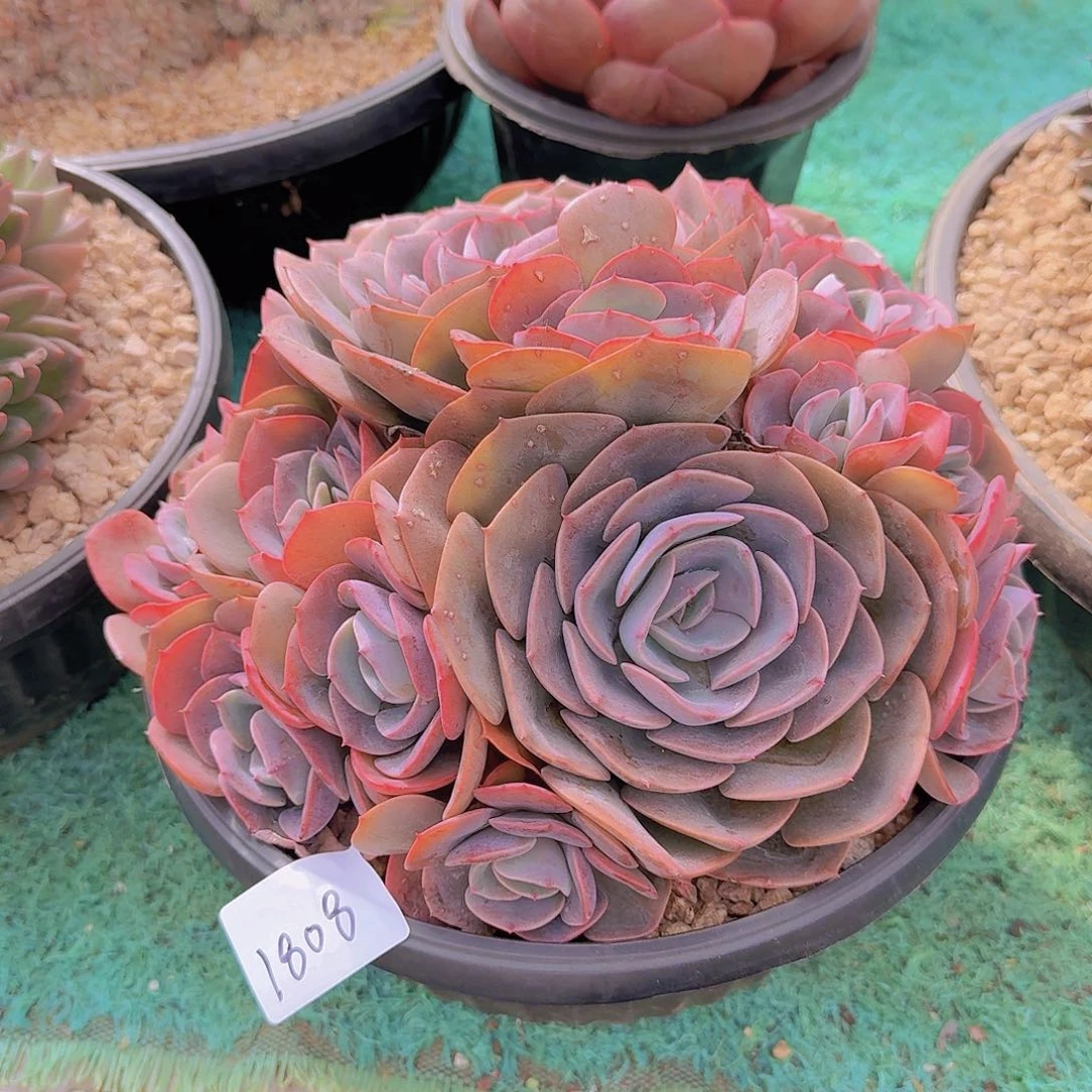 1808尘埃玫瑰多肉植物