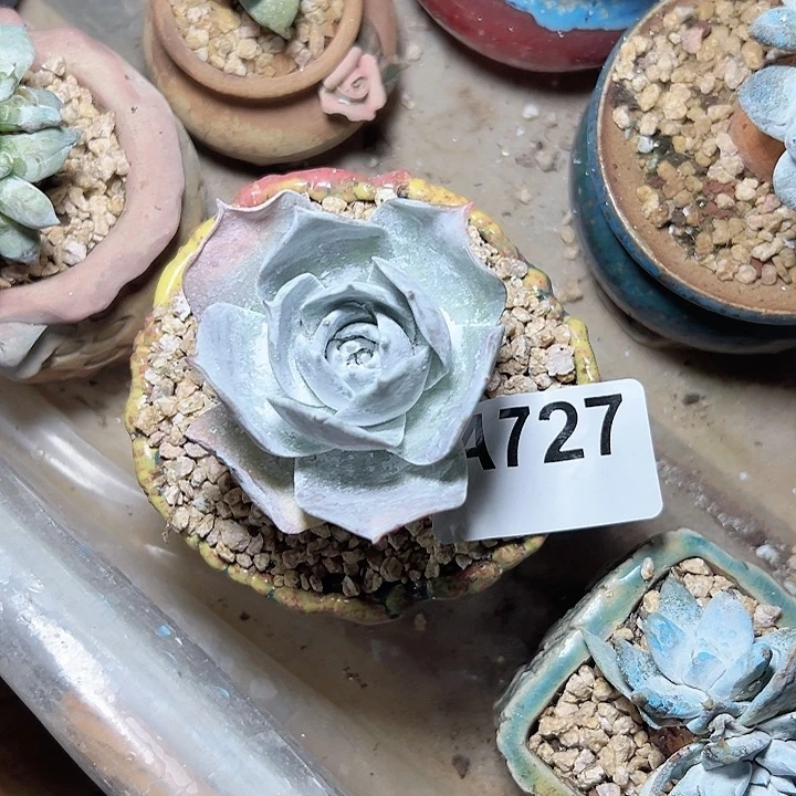 棒*糖小鹿多肉一物一拍727