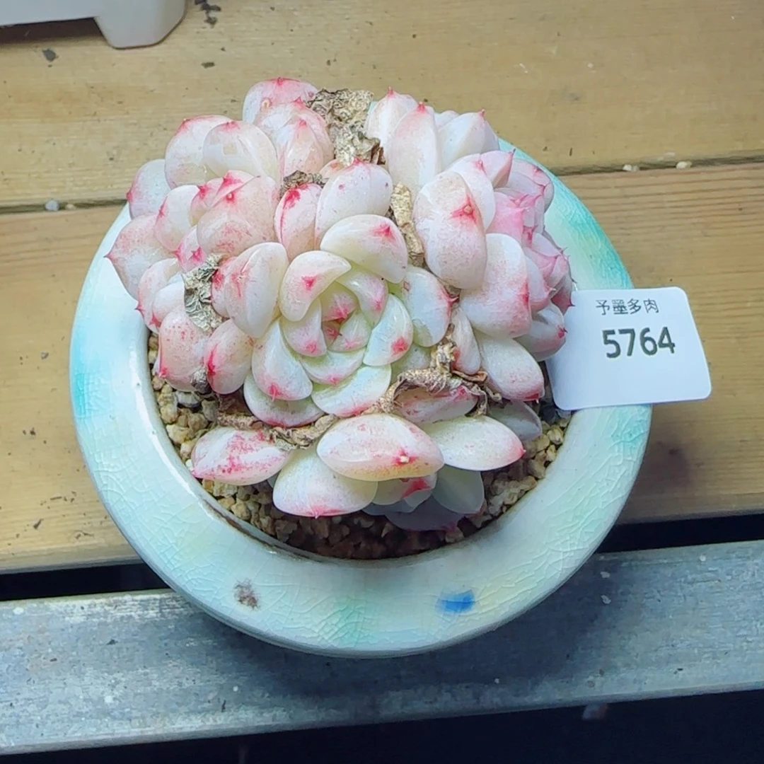 天鹅绒，5764多肉植物