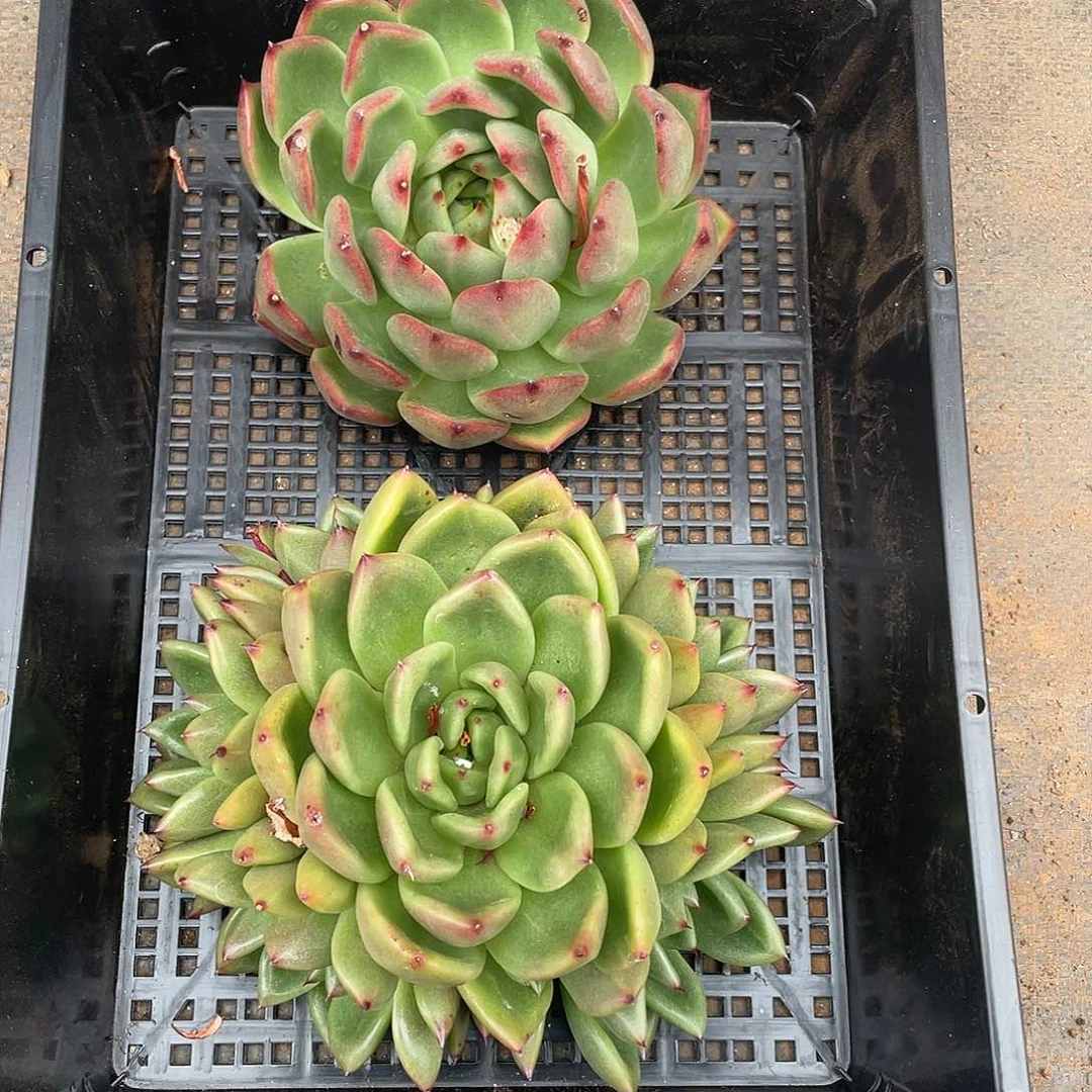 若如东云组拍853