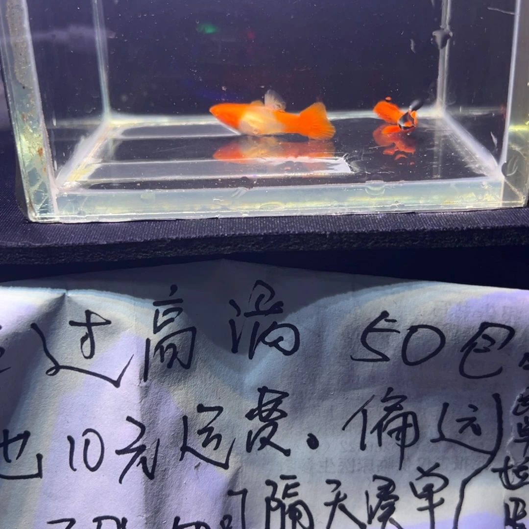 孔雀鱼双飞水孔雀鱼38