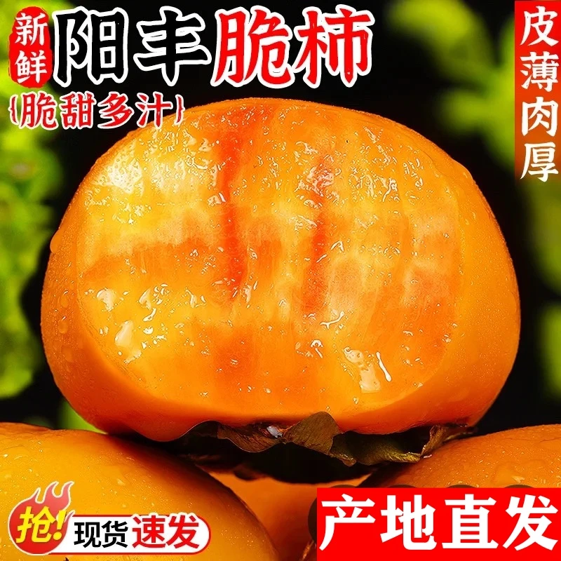 【中秋礼盒装】山西阳丰脆柿子净重现摘新鲜孕妇水果甜柿子
