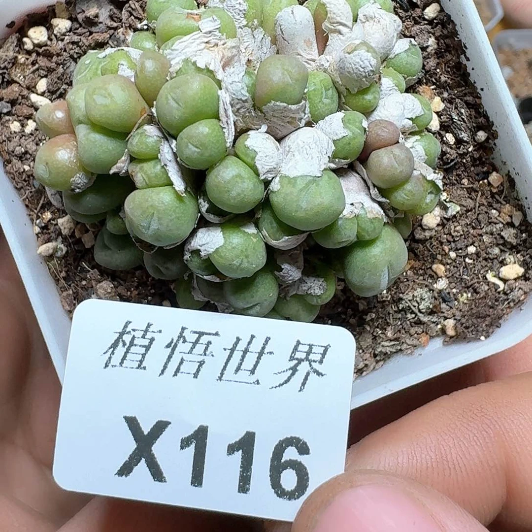 116号多肉植物哇c v