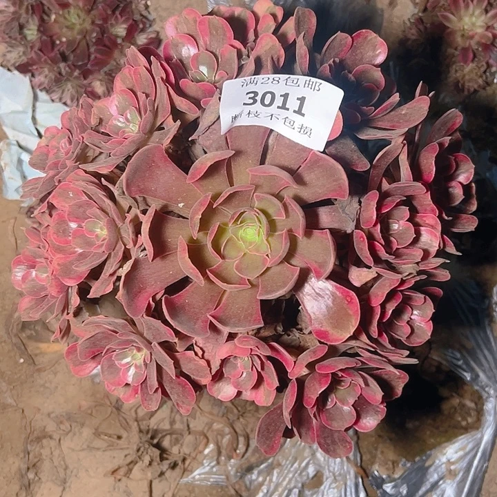 3011爱神多肉植物保护