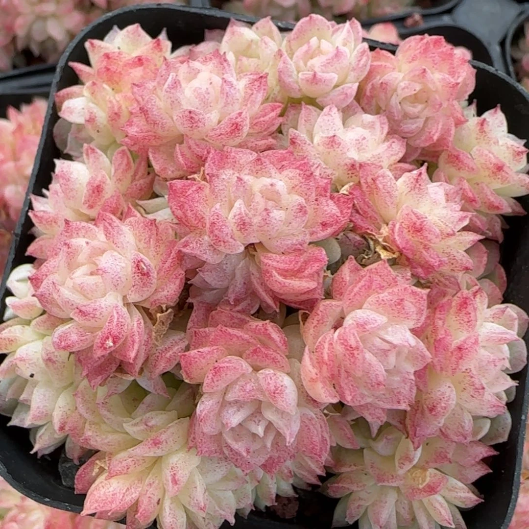 花语逸境0218-465散