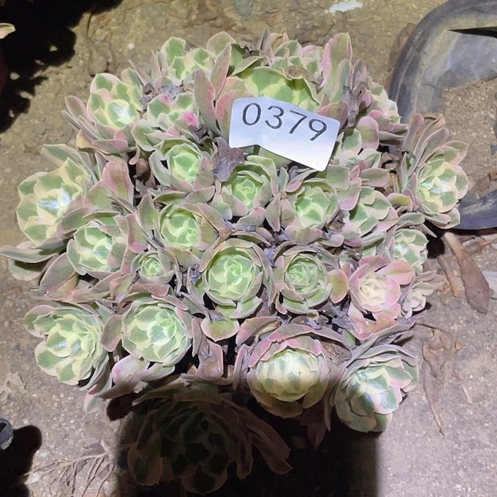 多肉植物法师379妖月