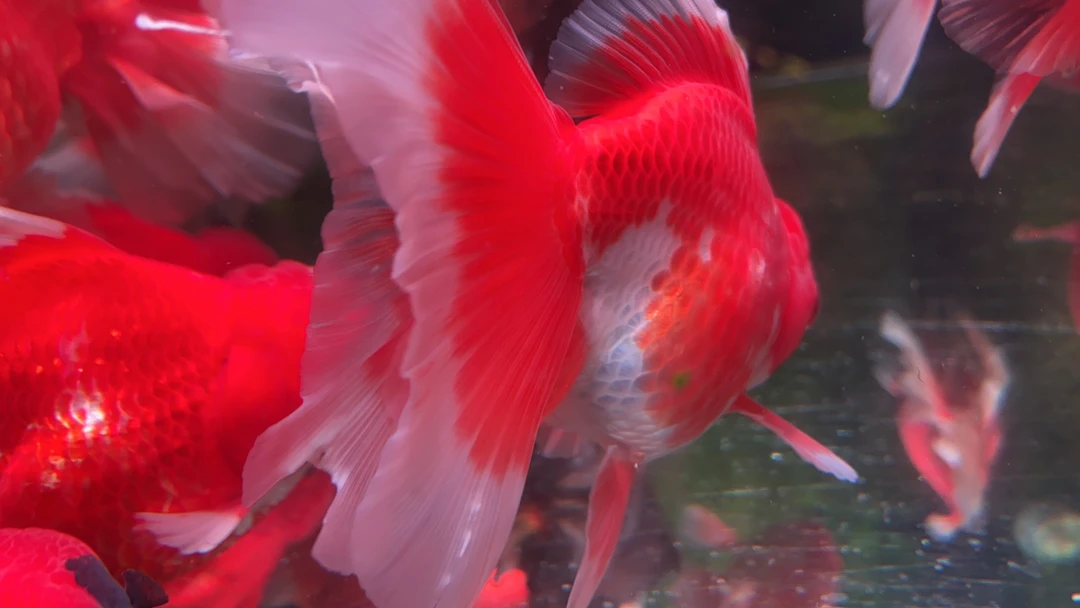 精品百褶泰狮 包开箱