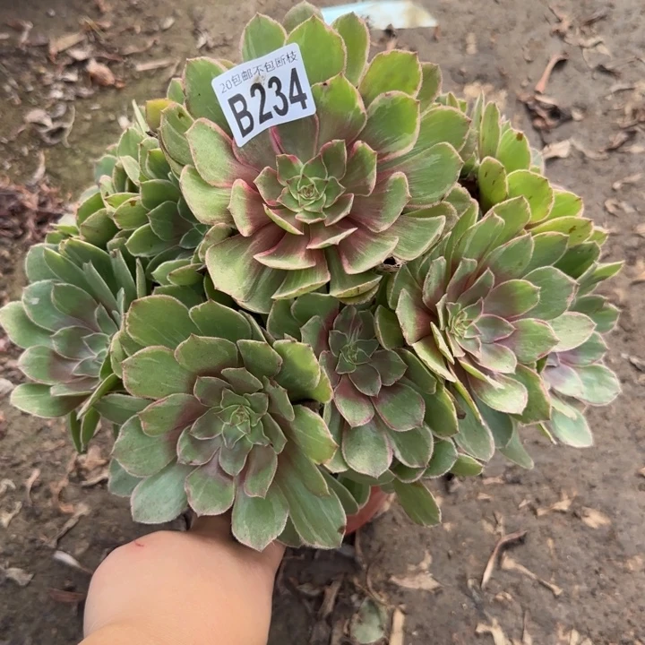 莲花座……多肉植物……