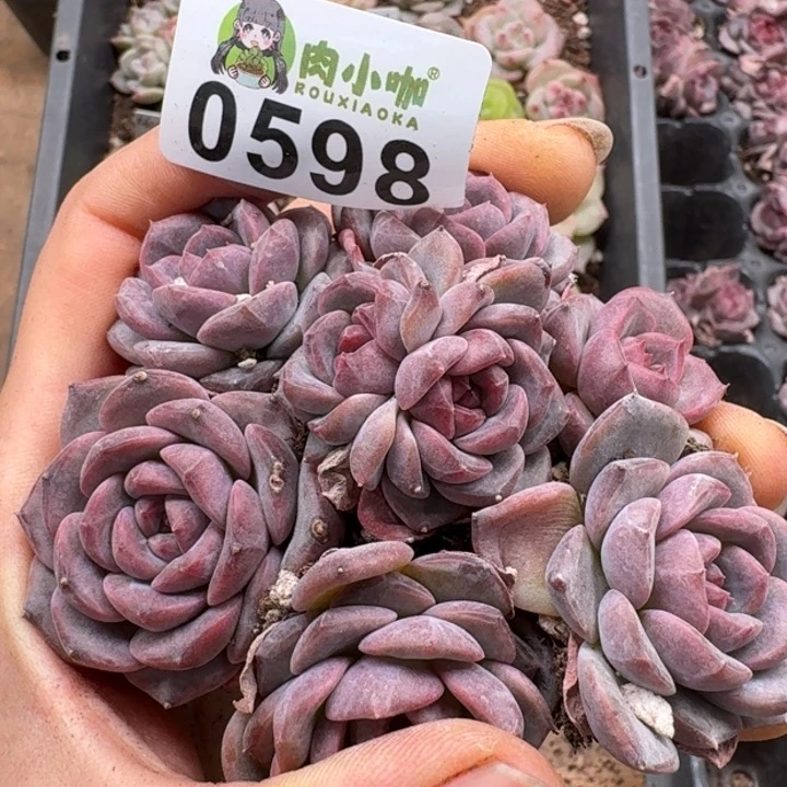 多肉植物多肉植物