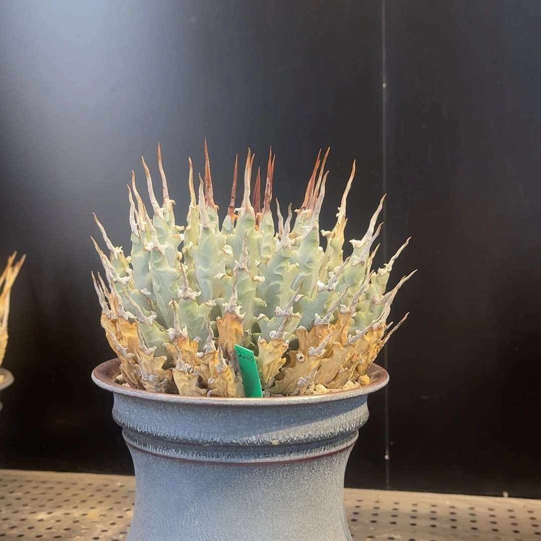 M***練型很正的妖炎，老板给得