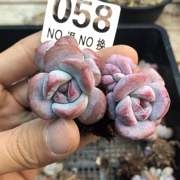 星影石榴籽福利出咯 058
