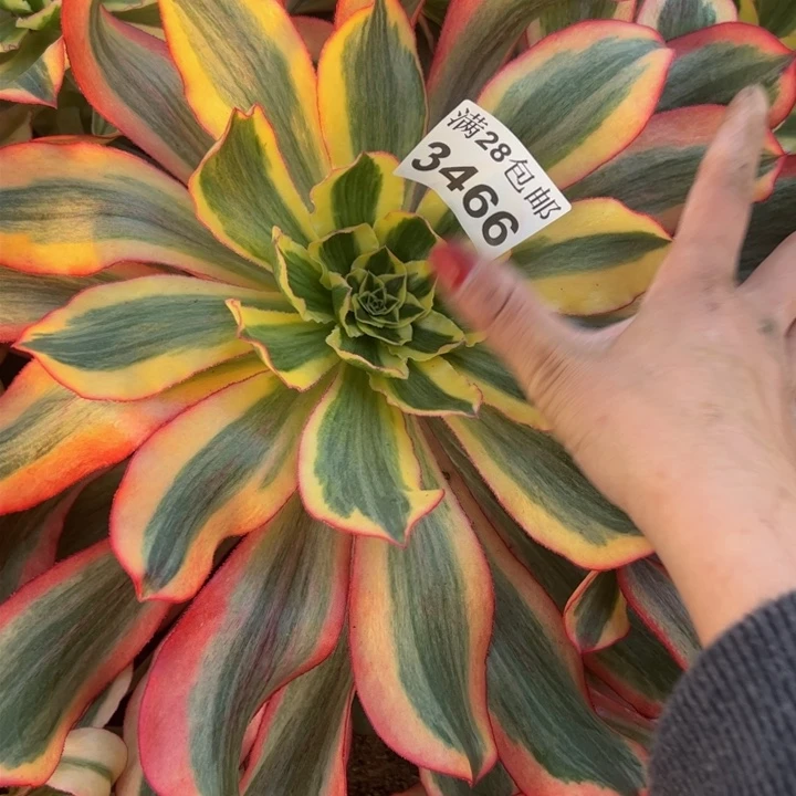 3466南魅影多肉植物