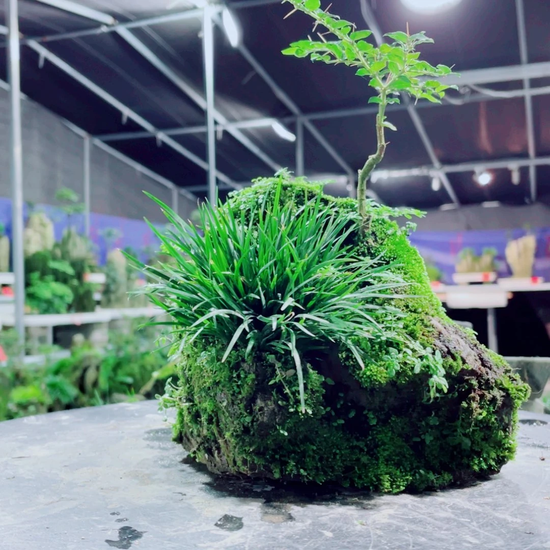 一***狼无花朵你要的就是这个人对