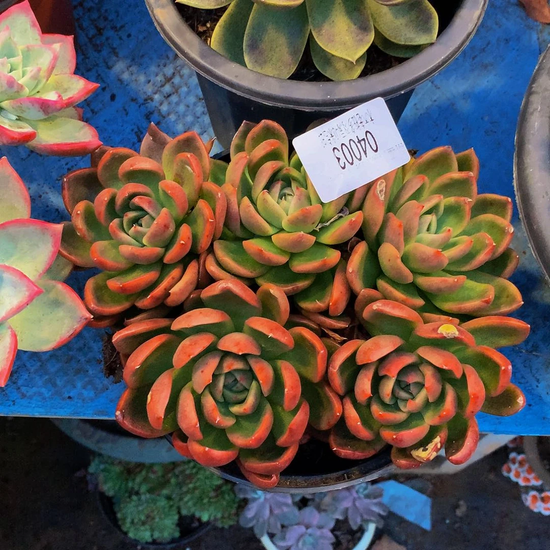 小***子     红女巫多肉率04003