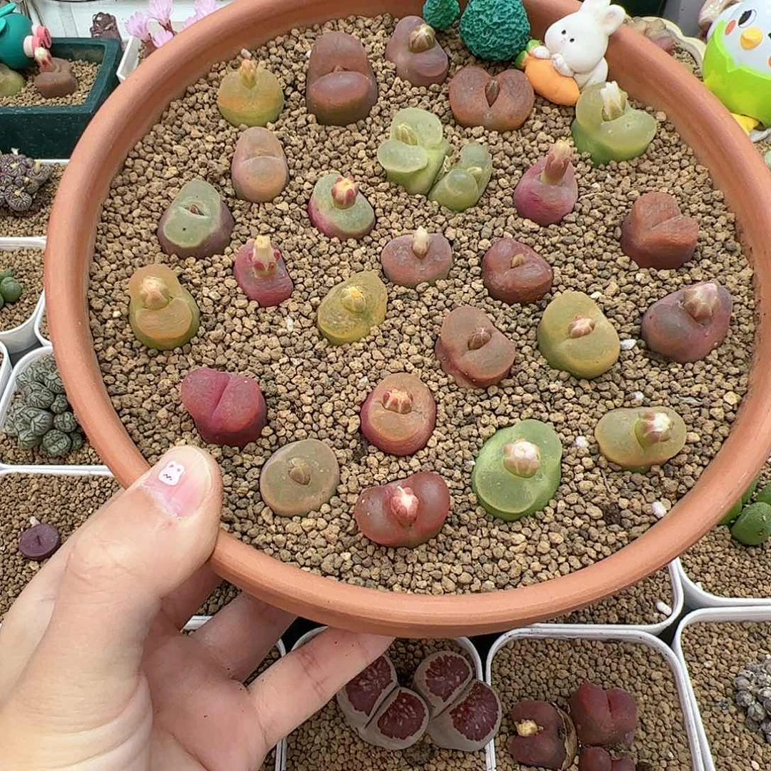 【闪购商品】彩色5颗，1.5—1.8cm 脱土随机