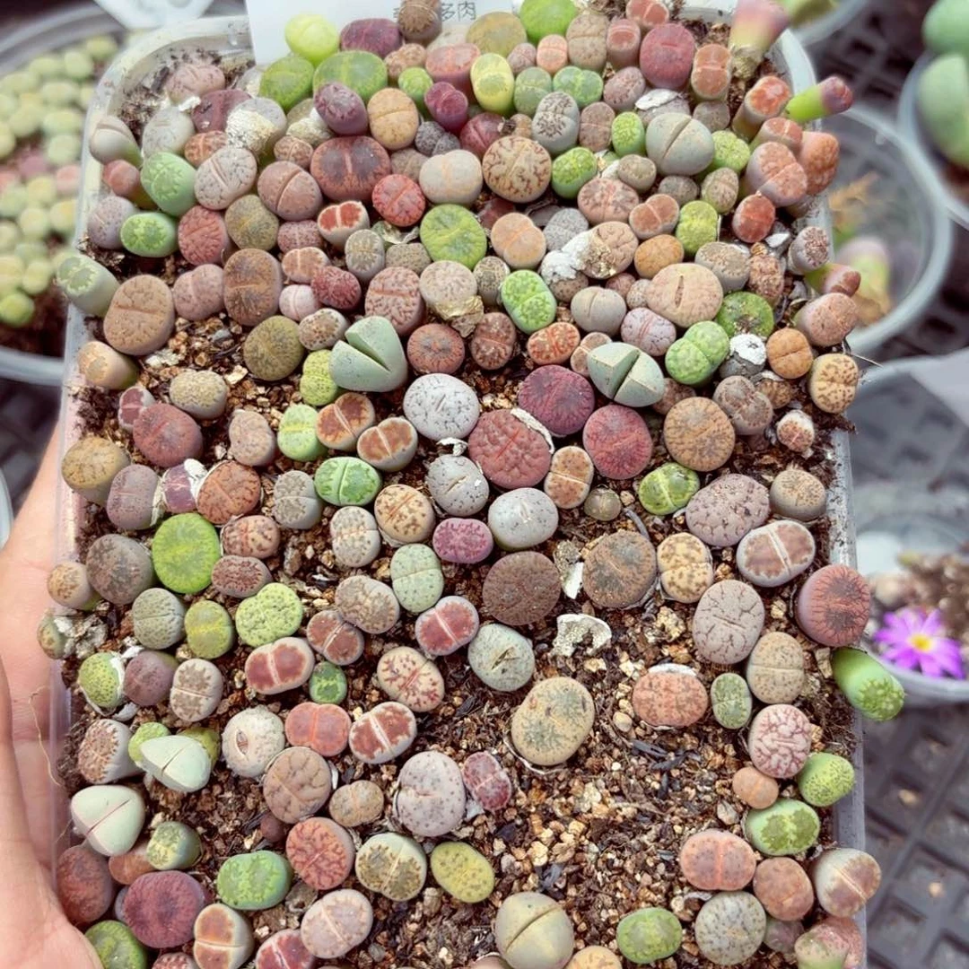 5738–生石花 生石花