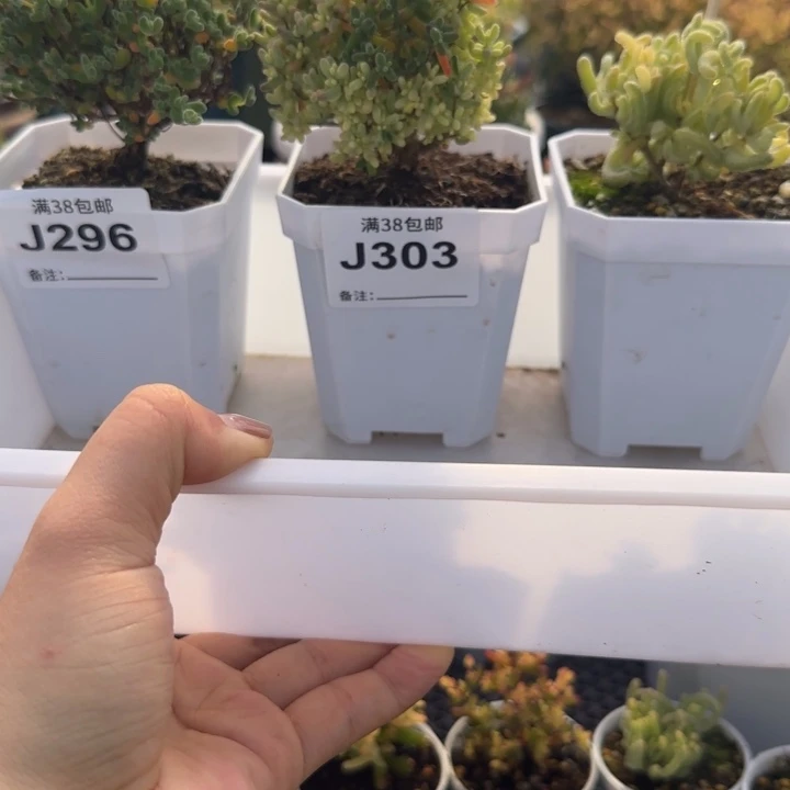 小***薯296-303-乐曲-米粒锦-超白