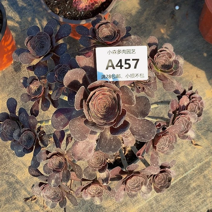 不****装457园叶不包生死