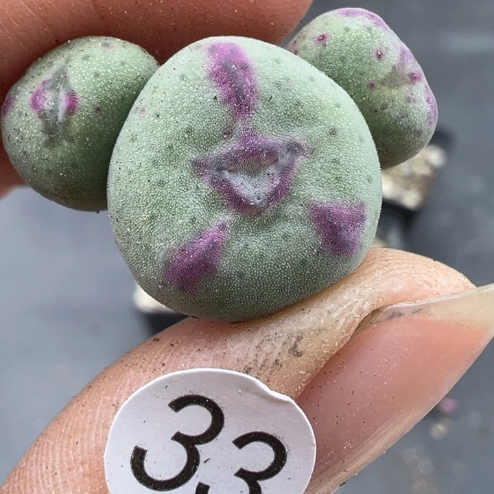 33号这颗多肉有点好看