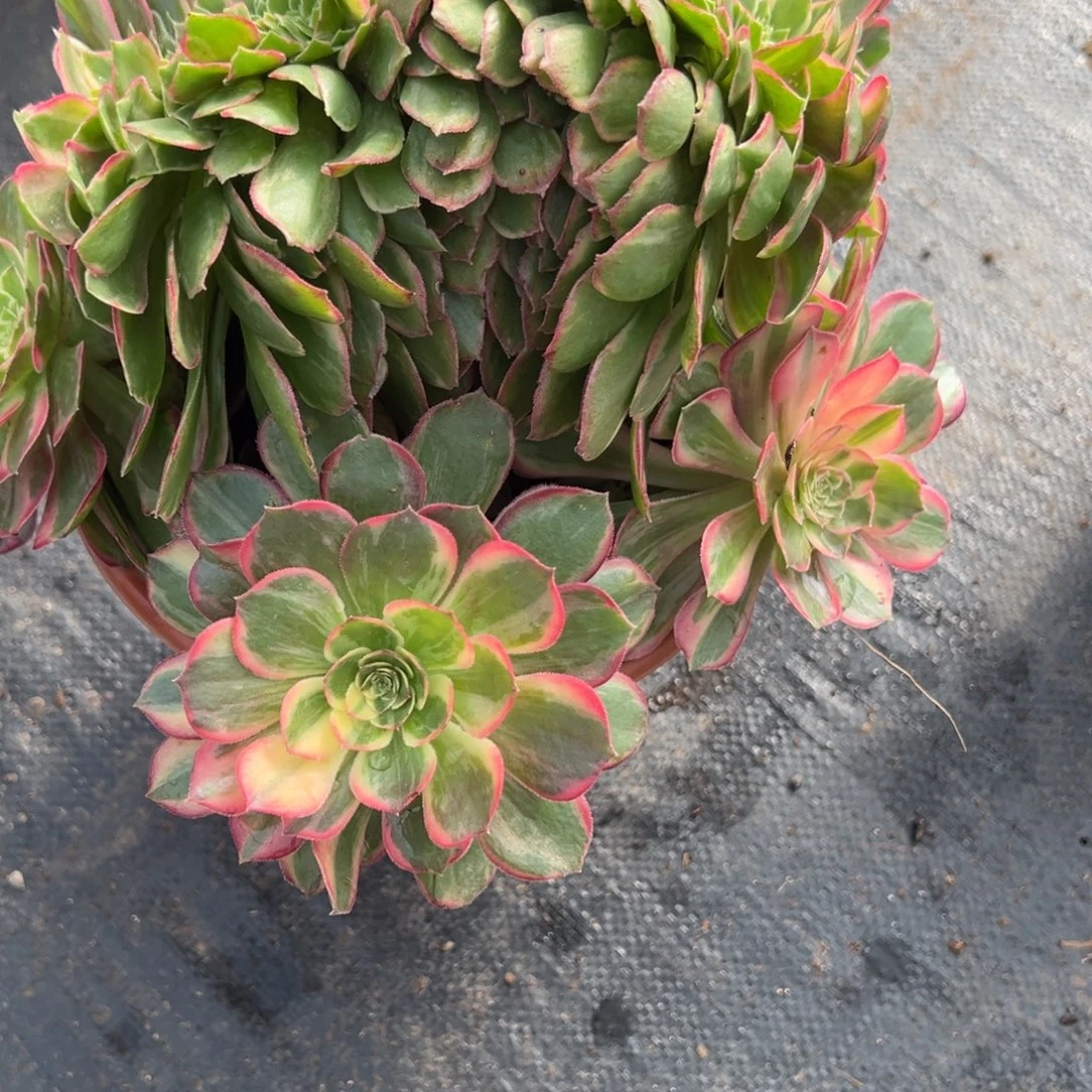 很***乖185黑魔锦缀多肉多肉多肉