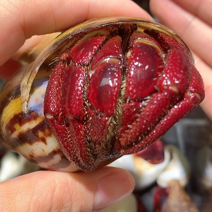 3.5口径奔跑家西非4号