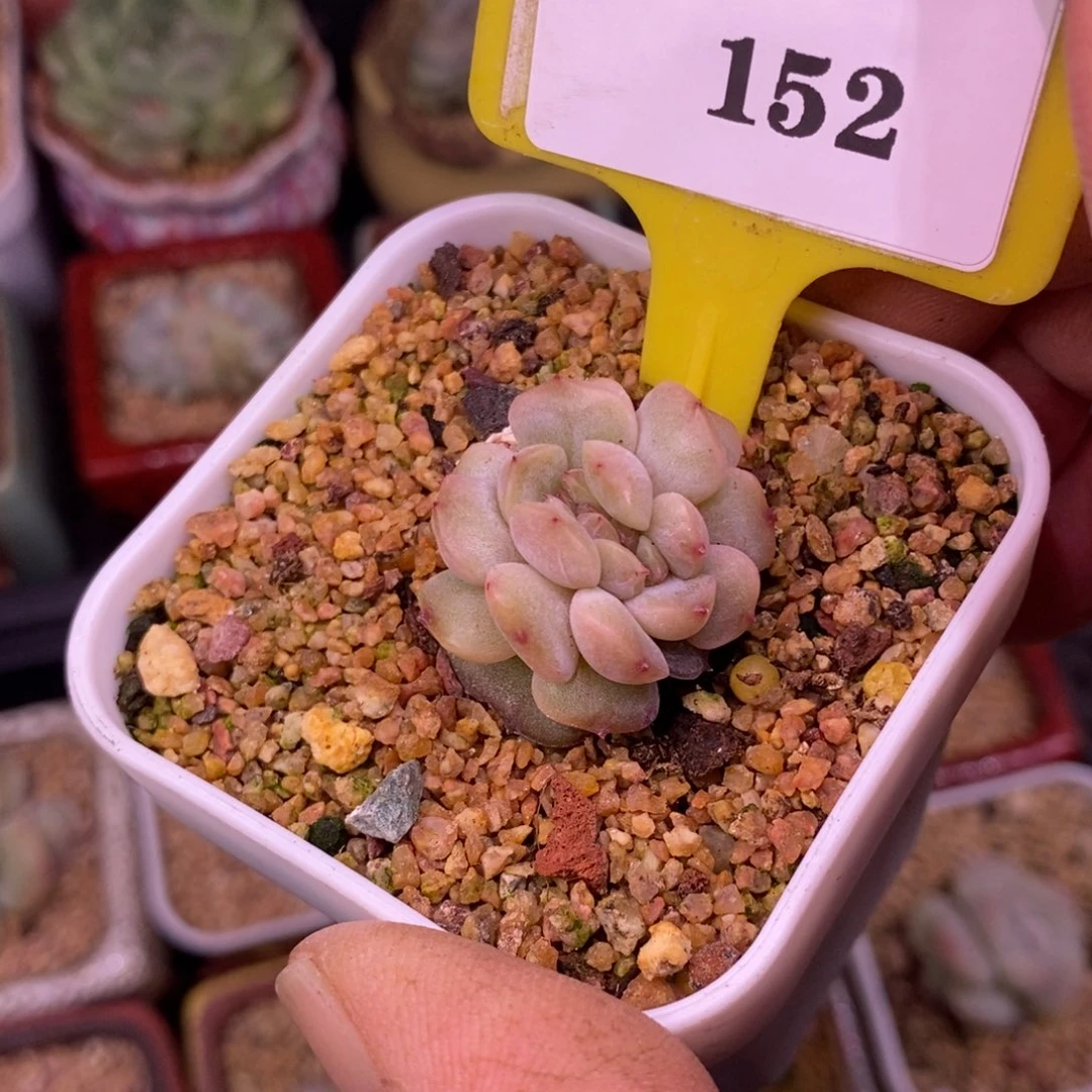 3152红恋缀多肉植物
