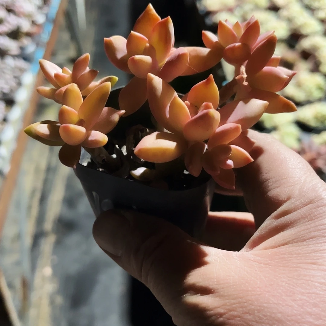 起****133多肉植物提取萃取剂中