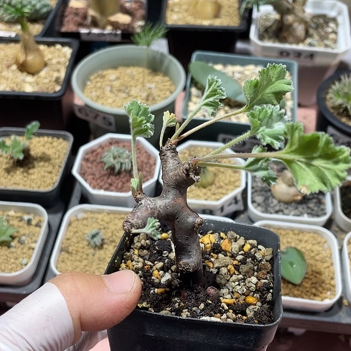 762产地枝干杨葵块根