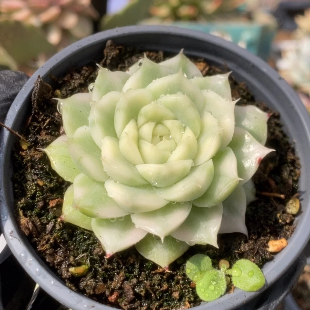 (****766白瓷麦杆锦锦锦锦