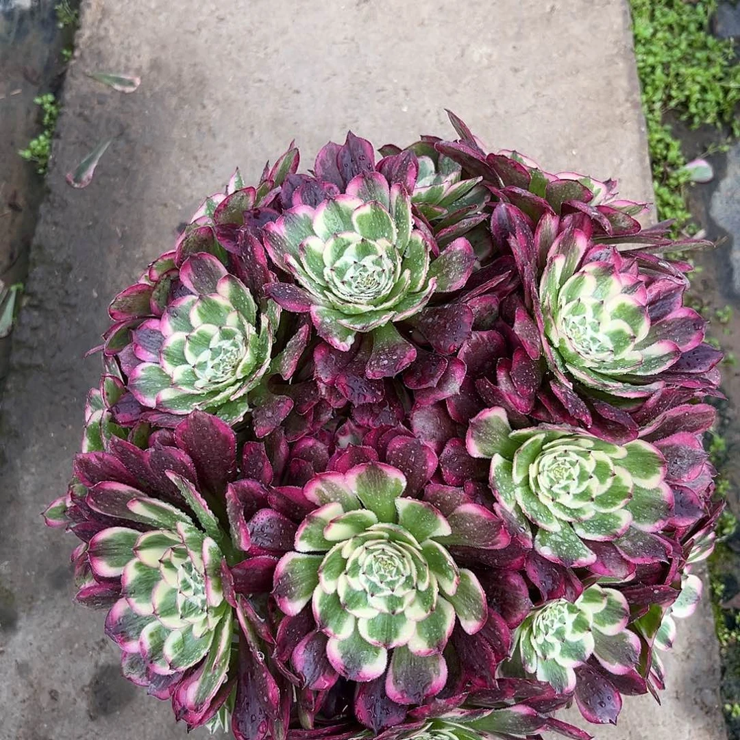 无花朵霁月法师多肉植物漂亮