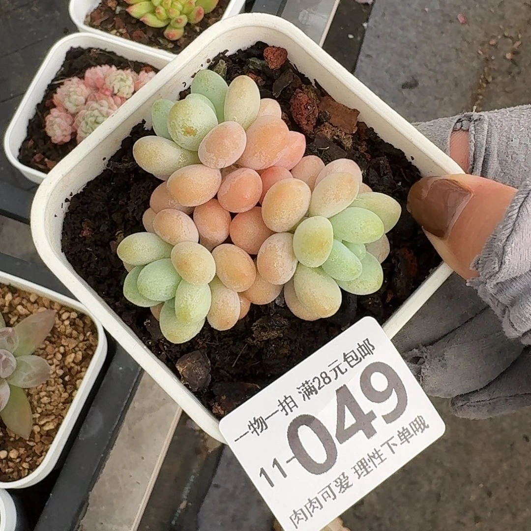 珍妮手指无盆土发货无盆土发货无