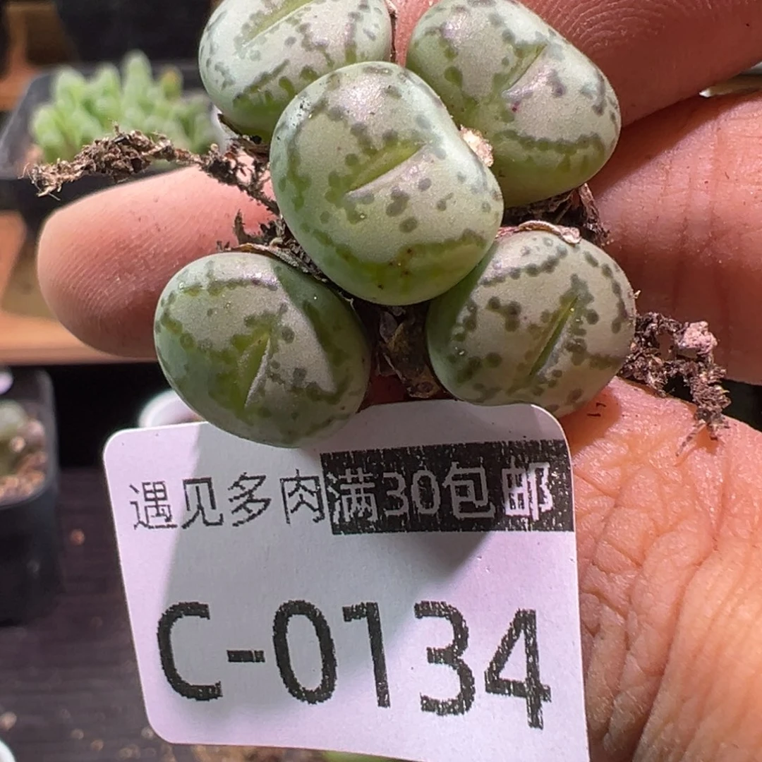 多肉植物11111111111111